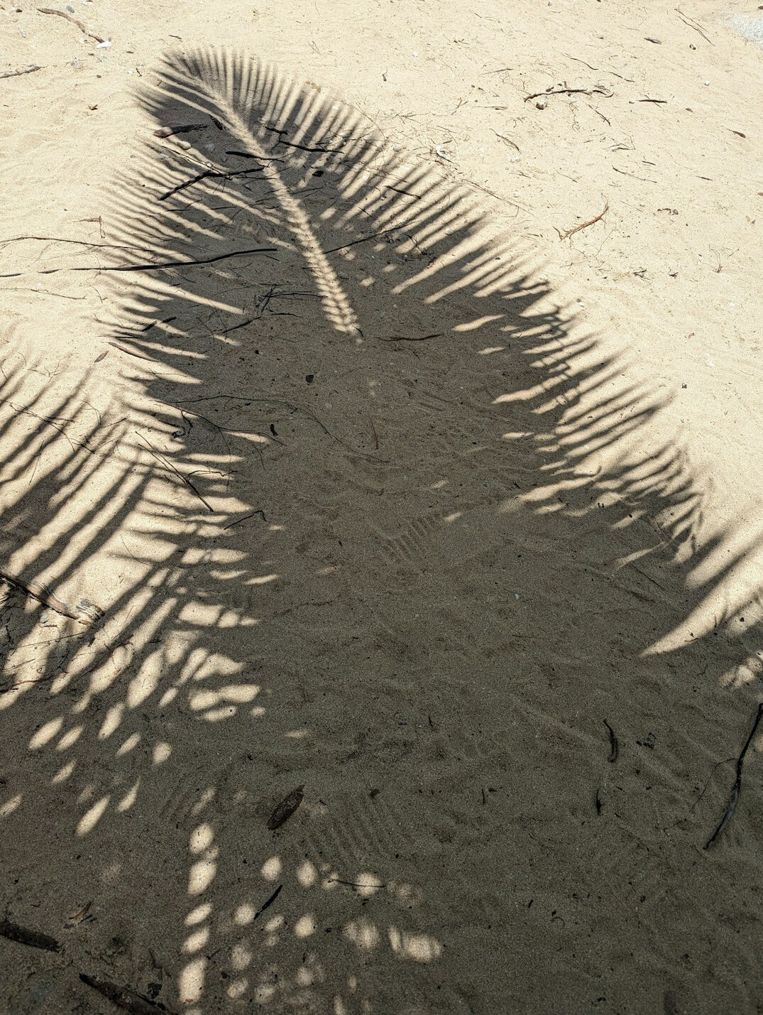 Sunny beach lifestyle scene with palm shadows