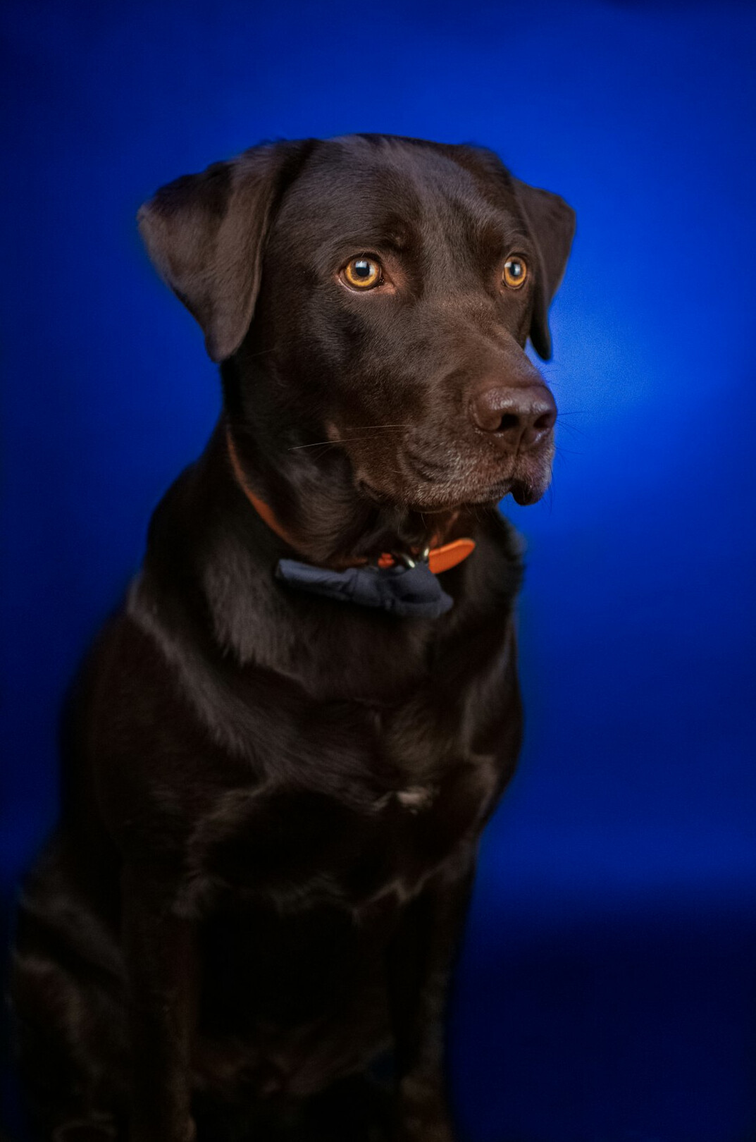 Editor in chief studio portrait